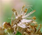  Involucre in fruiting